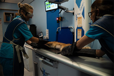 Radiologie vétérinaire